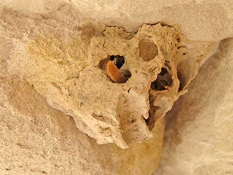 Black-and-Yellow Mud Daubers (Sceliphron caementarium)