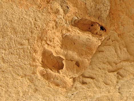 Black-and-Yellow Mud Daubers (Sceliphron caementarium)