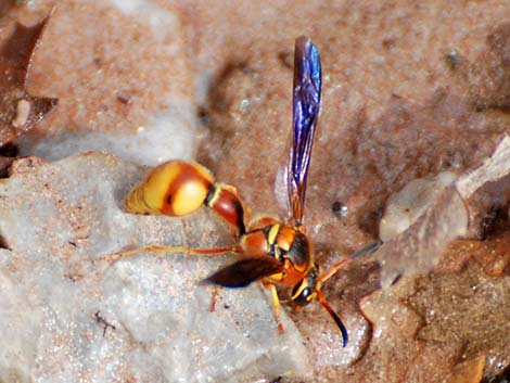 Potter Wasps (Eumenes bollii)