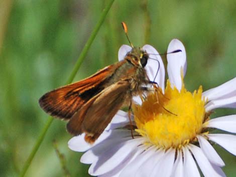 Grass Skippers (Subfamily Hesperiinae)