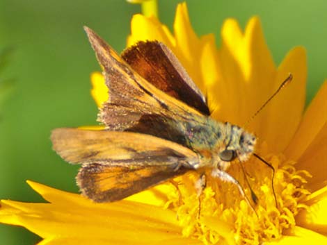 Grass Skippers (Subfamily Hesperiinae)