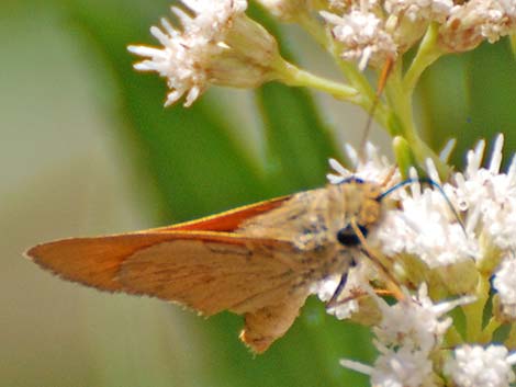 Yuma Skipper (Ochlodes yuma)