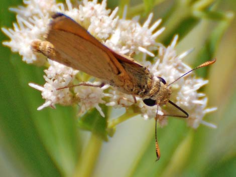 Yuma Skipper (Ochlodes yuma)