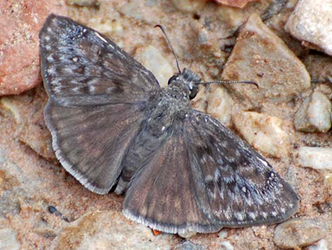 Meridian Duskywing (Erynnis meridianus)