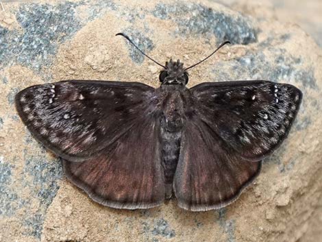 Meridian Duskywing (Erynnis meridianus)