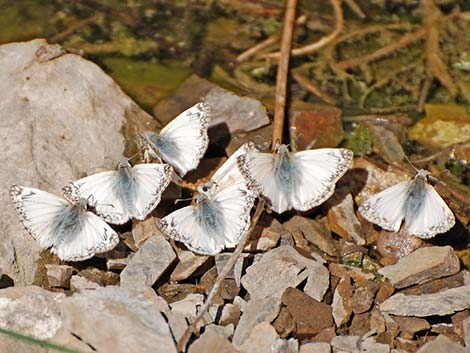 Northern White-Skipper (Heliopetes ericetorum)