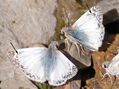 Northern White-Skipper (Heliopetes ericetorum)