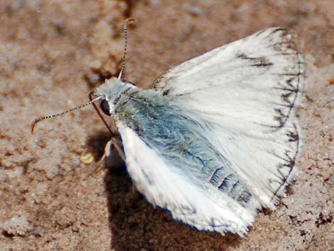 Pyrginae, Heliopetes ericetorum