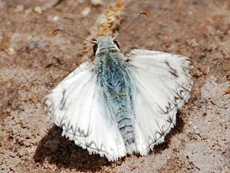 Northern White-Skipper (Heliopetes ericetorum)