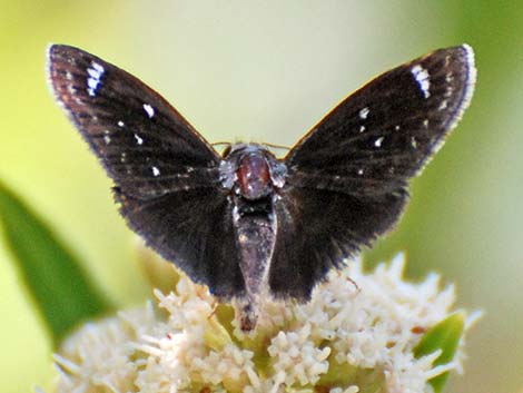 Mojave Sootywing Skipper (Hesperopsis libya)