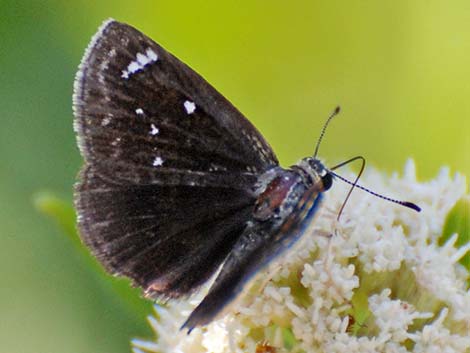 Mojave Sootywing Skipper (Hesperopsis libya)