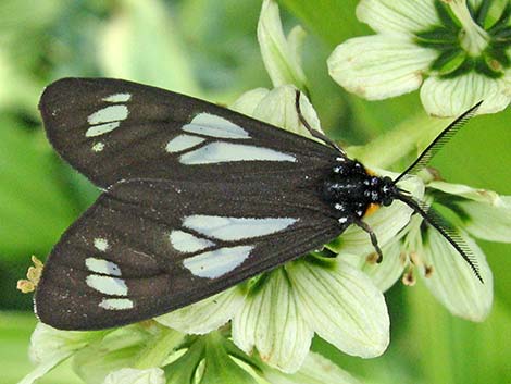 Arctiidae, Gnophaela vermiculata