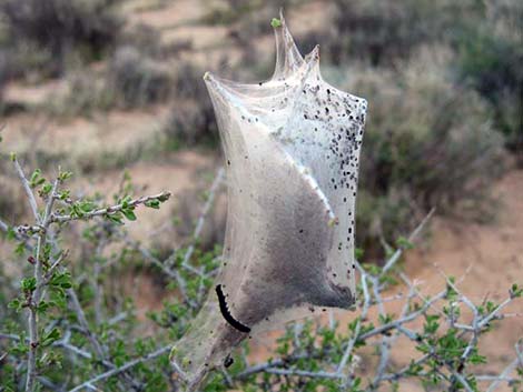 Western Tent Moths (Malacosoma californicum fragile)