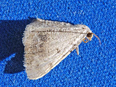 Noctuid Moths (Noctuidae)