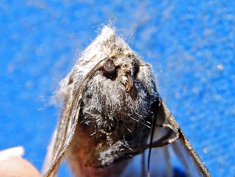 Prominents (Notodontidae)