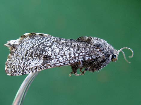 Prominents (Notodontidae)