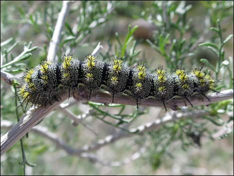 Tricolor buckmoth (Hemileuca tricolor)