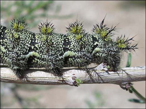 Tricolor buckmoth (Hemileuca tricolor)