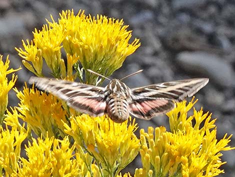 White-lined Sphinx Moth (Hyles lineata)