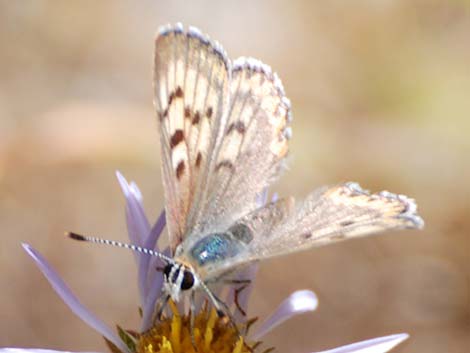 female copper (Lycaenidae)