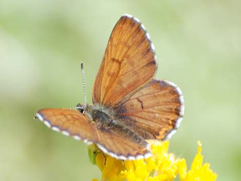 Ruddy Copper (Lycaena rubidus)