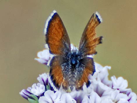 Western Pygmy-Blue (Brephidium exilis)