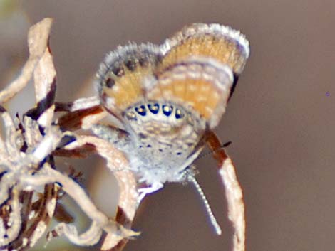 Western Pygmy-Blue (Brephidium exilis)