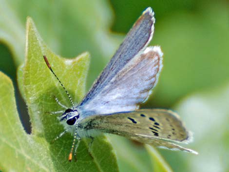 Spring Mountains Icarioides Blue (Icaricia icarioides austinorum)