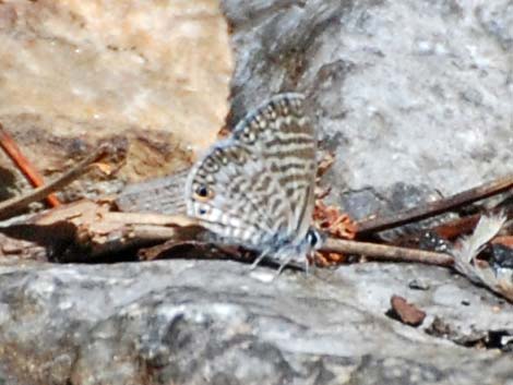 Marine Blue (Leptotes marina)