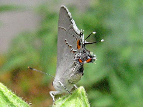 Gray Hairstreak Butterfly (Strymon melinus)