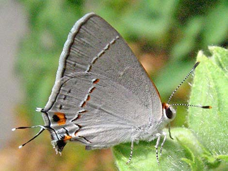 Gray Hairstreak (Strymon melinus)