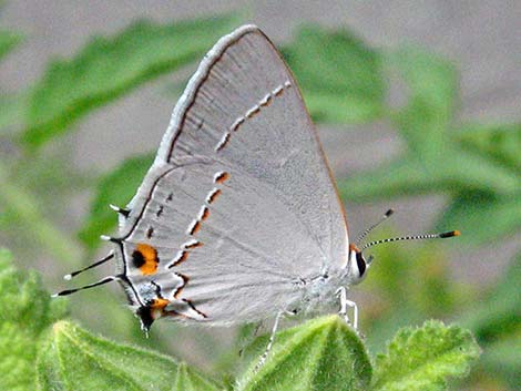 Gray Hairstreak Butterfly (Strymon melinus)