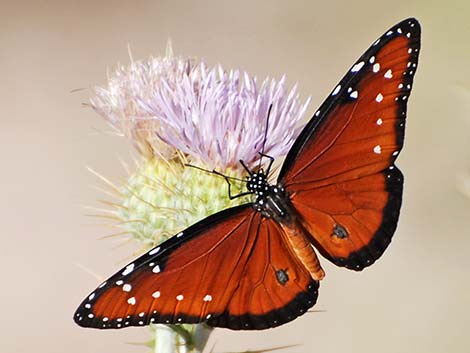 Queen Butterfly (Danaus gilippus)