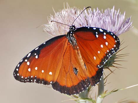 Queen Butterfly (Danaus gilippus)