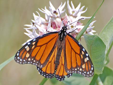 Monarch (Danaus plexippus)