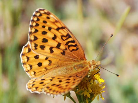 Mormon Fritillary (Speyeria mormonia)