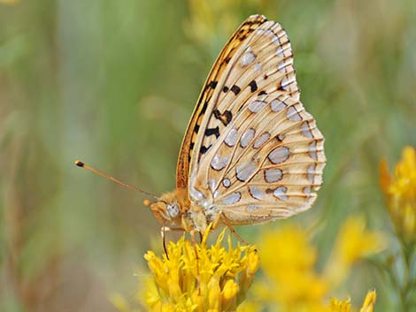 Zerene Fritillary (Speyeria zerene)