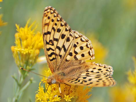 Zerene Fritillary (Speyeria zerene)