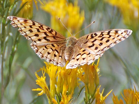 Zerene Fritillary (Speyeria zerene)