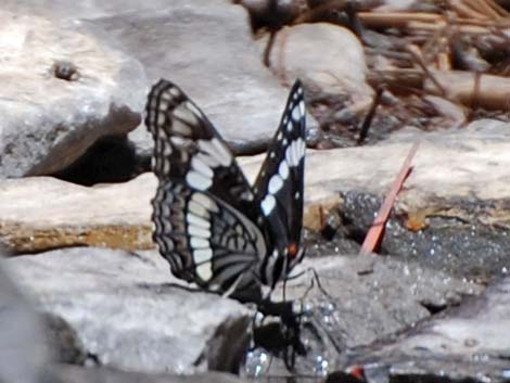 Weidemeyer's Admiral (Limenitis weidemeyerii)