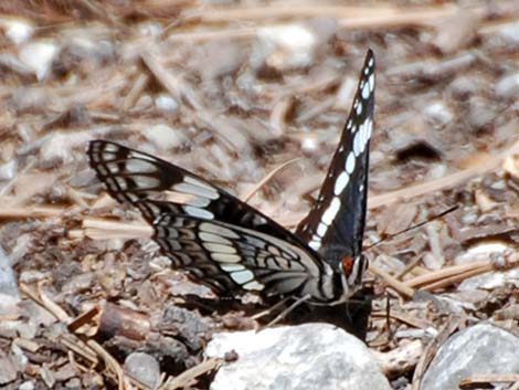 Weidemeyer's Admiral (Limenitis weidemeyerii)