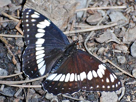 Weidemeyer's Admiral (Limenitis weidemeyerii)