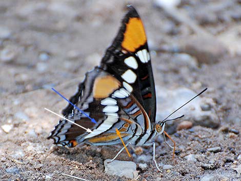 Arizona Sister (Adelpha eulalia)