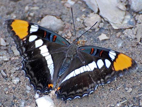 Arizona Sister (Adelpha eulalia)