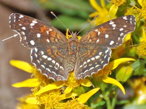 Texan Crescent (Anthanassa texana)