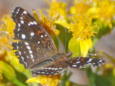 Texan Crescent (Anthanassa texana)