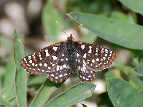 Variable Checkerspot (Euphydryas chalcedona)