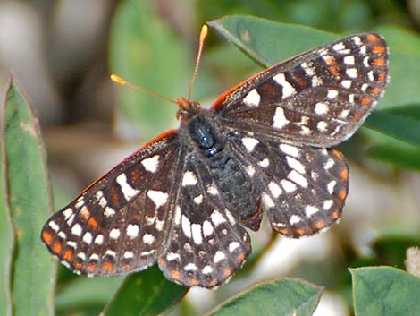 Variable Checkerspot (Euphydryas chalcedona)