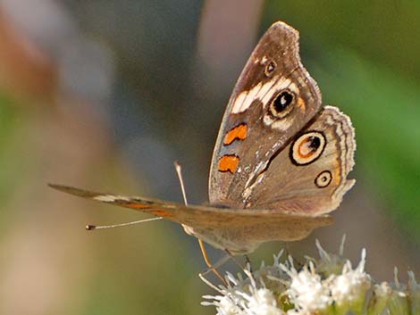 Common Buckeye (Junonia coenia)