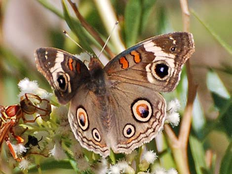 Common Buckeye (Junonia coenia)